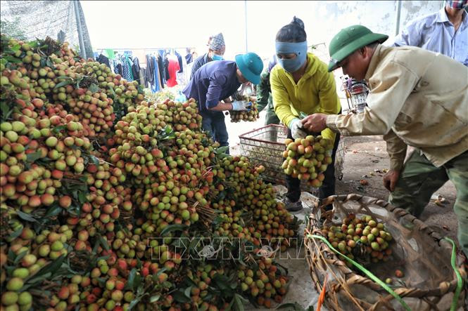 Xây dựng và bảo hộ nhãn hiệu, chỉ dẫn địa lý đối với sản phẩm vải thiều chín sớm Tân Yên