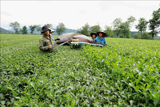 Phú Thọ: Phát triển cây chè gắn với du lịch 