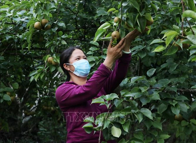 Phụ nữ Lai Châu góp sức xây dựng nông thôn mới