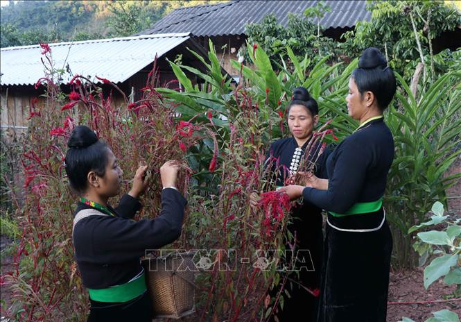 Đồng bào dân tộc Cống coi hoa màu gà là “hoa thiêng”, mang nhiều ý nghĩa, là biểu tượng cho sự may mắn, tốt đẹp đến với mọi người. Ảnh: Nguyễn Xuân Tiến-TTXVN