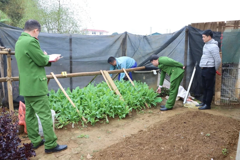 Công an Lai Châu tạm giữ đối tượng trồng trái phép gần 1.350 cây thuốc phiện