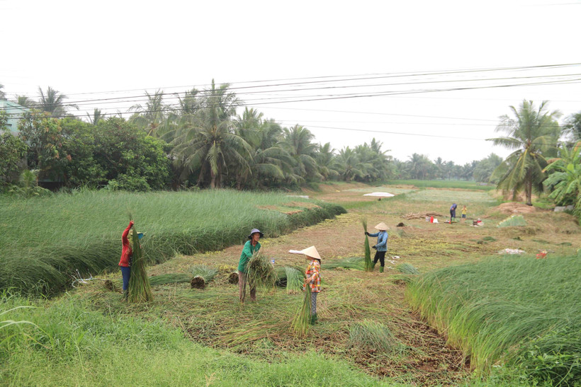 Nông dân Trà Vinh bội thu vụ lác 