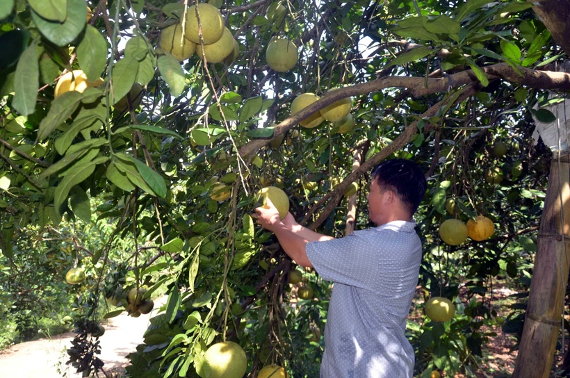 Hiệu quả áp dụng khoa học công nghệ vào sản xuất nông nghiệp ở Tuyên Quang