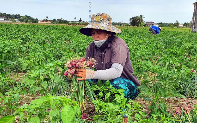 Sóc Trăng: Hành tím được giá nhưng người trồng kém vui
