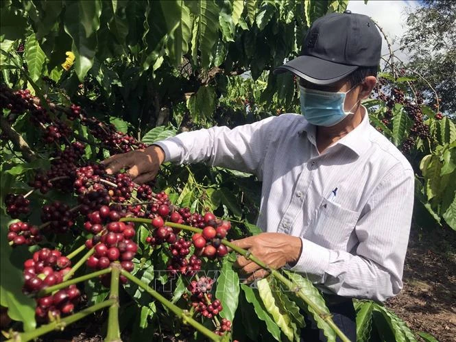 Giải quyết tình trạng thiếu lao động hái cà phê tại Kon Tum