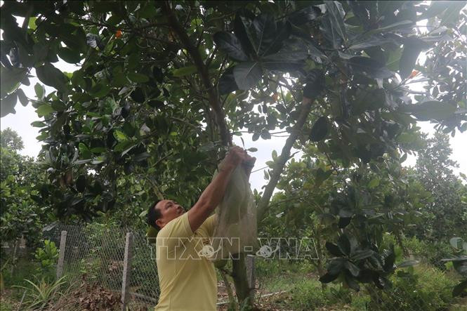Tiền Giang: Nông dân nhạy bén, tạo dựng cơ nghiệp bền vững