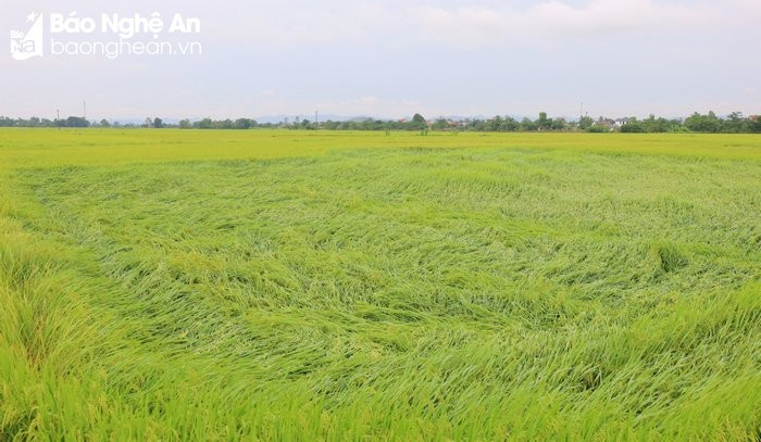 Nghệ An: Lốc xoáy làm hai người bị thương, thiệt hại nhiều tài sản