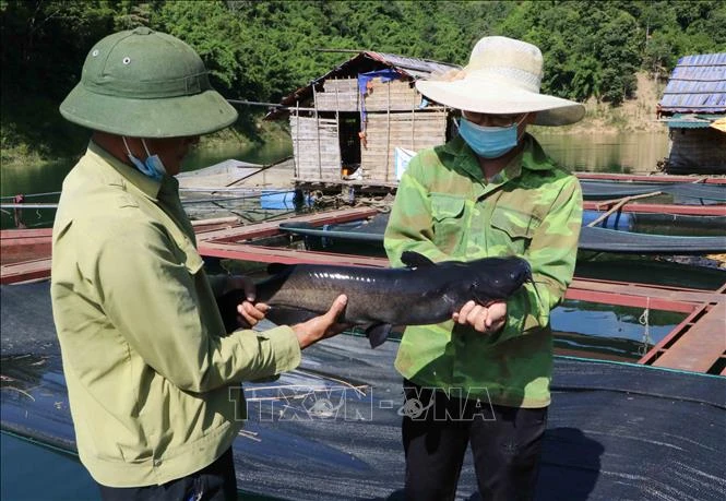 Người nuôi thủy sản Lai Châu gặp khó đầu ra