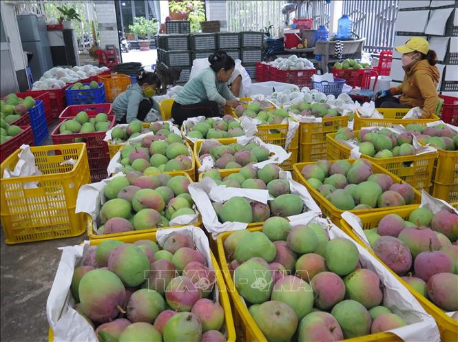 Xoài Úc được vựa xoài ở huyện Cam Lâm thu mua chỉ với giá 6.000 đ/ kg. Ảnh: Phan Sáu - TTXVN