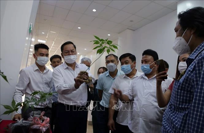 Phát triển sâm Lai Châu trở thành cây dược liệu chủ lực