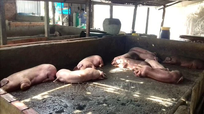 Thanh Hóa khống chế dịch tả lợn châu Phi có nguy cơ lan rộng