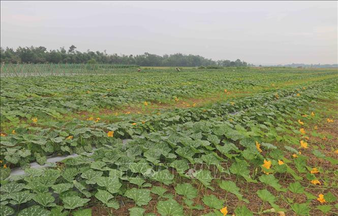  Trà Vinh giảm diện tích trồng lúa để tăng hiệu quả sản xuất