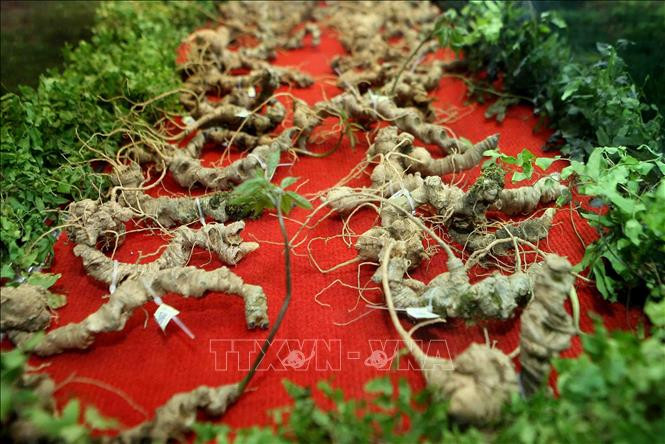Sâm Ngọc Linh được xem như “Quốc bảo” của Việt Nam. Ảnh: Thanh Tùng - TTXVN