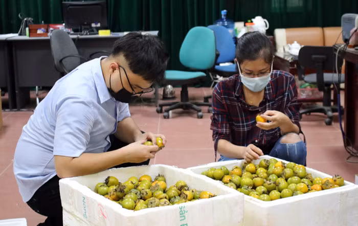 Thiết lập các gian hàng số tiêu thụ sản phẩm hồng vành khuyên Văn Lãng