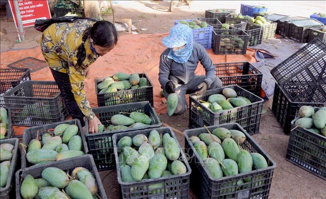 Sơn La xây dựng kế hoạch kết nối, xúc tiến tiêu thụ nông sản