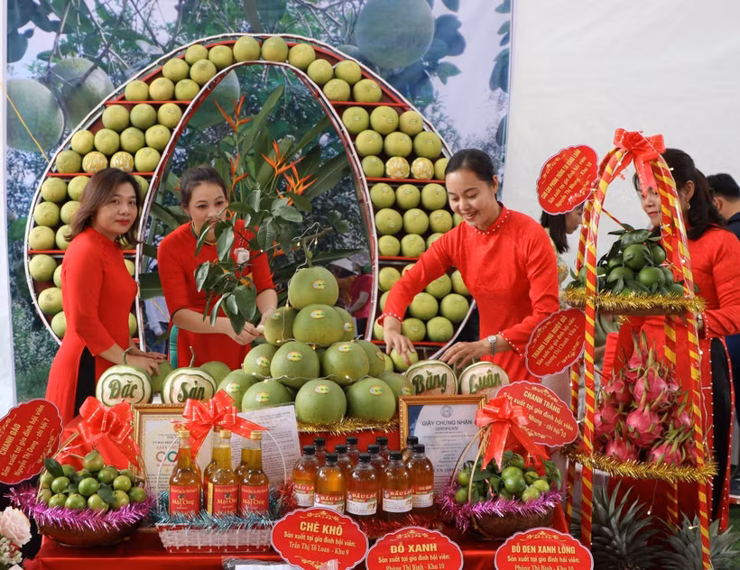 Tìm đường xuất ngoại cho bưởi đặc sản Đoan Hùng