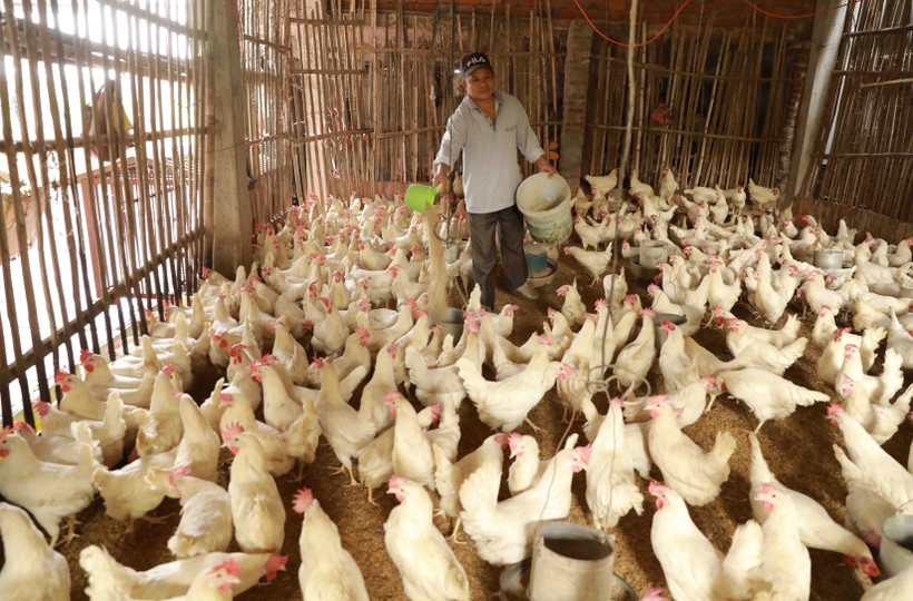 Hà Nội tập trung phát triển các vùng chăn nuôi hữu cơ