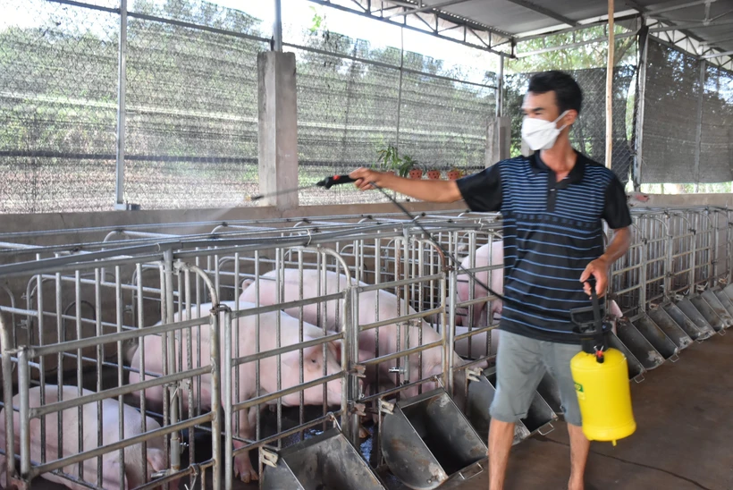 Ông Lê Trung Lập, ở ấp Suối Lúp, xã Bình Ba, huyện Châu Đức (tỉnh Bà Rịa - Vũng Tàu) phun xịt sát khuẩn chuồng trại. Ảnh: Hoàng Nhị-TTXVN