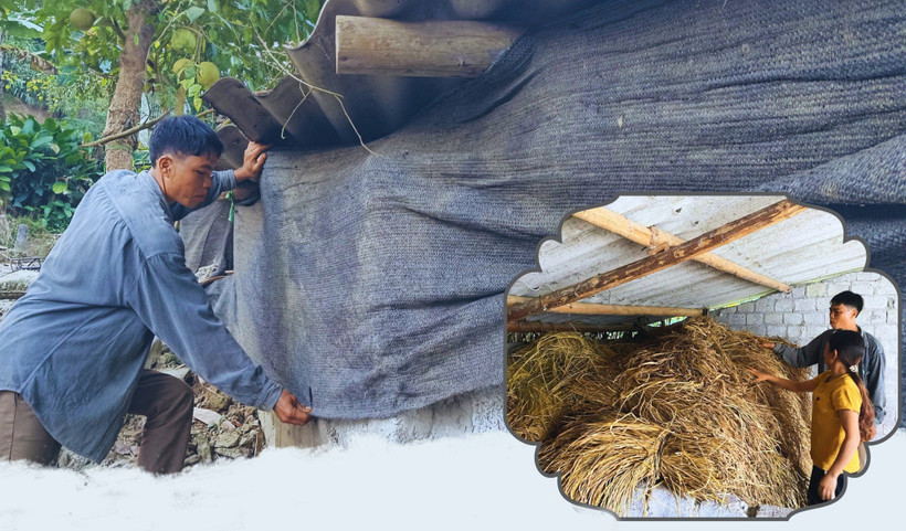 Lào Cai: Chủ động phòng chống đói, rét cho đàn gia súc