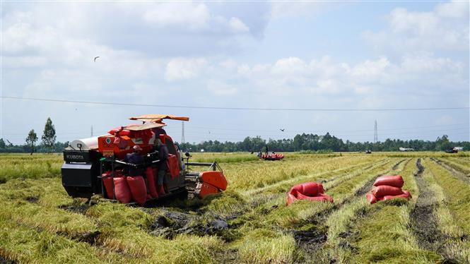 Chuyển đổi cây trồng cho hiệu quả kinh tế tăng từ 2,5 - 4 lần ở Kiên Giang