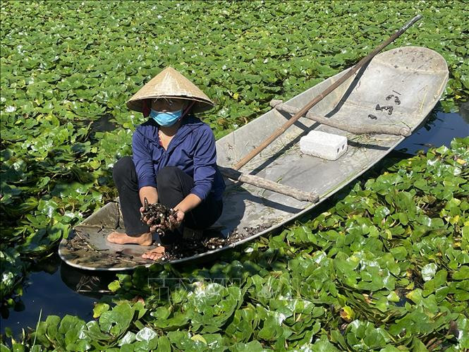 Ngọt bùi mùa ấu xứ Thanh