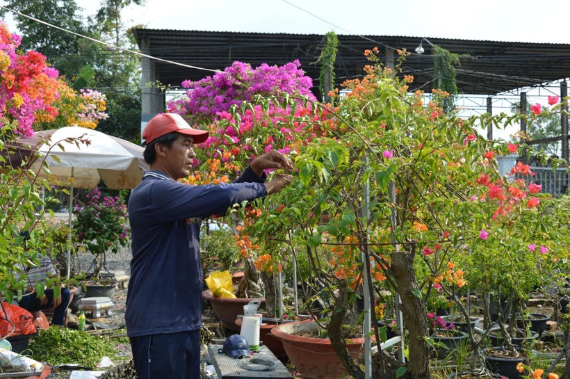 Anh Võ Thành Hiệp ở ấp Tân Thuận A chăm sóc hoa giấy. Ảnh: Nhựt An - TTXVN