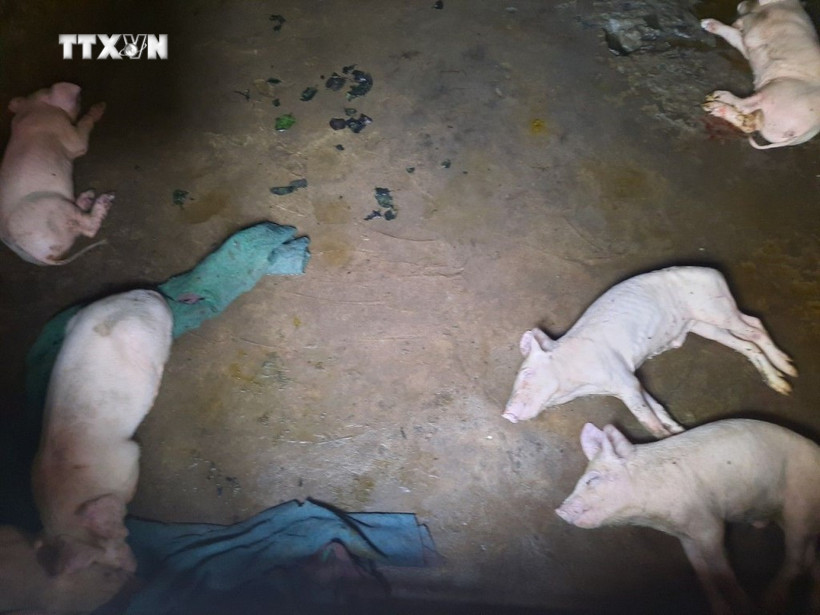 Dịch tả lợn châu Phi tiếp tục lây lan, các địa phương khẩn trương ứng phó
