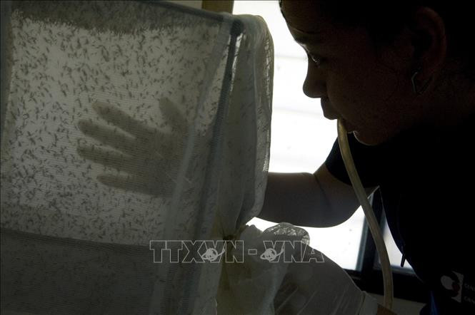 Các nhà khoa học Thụy Điển tìm ra bí quyết mới tiêu diệt muỗi gây sốt rét