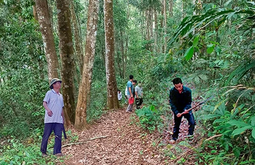 Bảo vệ và phát triển rừng ở Điện Biên (Bài 1)