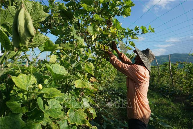 Gia Lai chuyển đổi sản xuất thích ứng với tình hình dịch