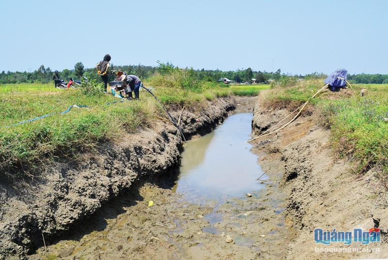 Khoảng 2.000 ha diện tích sản xuất ở Quảng Ngãi có thể bị hạn nặng