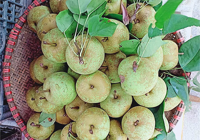 Lê Bắc Hà được mùa, được giá