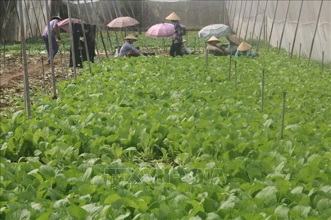Nhân rộng mô hình trồng màu hiệu quả ở Tiền Giang