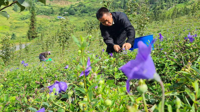 Cụ thể các phương thức thoát nghèo cho đồng bào huyện Bắc Hà