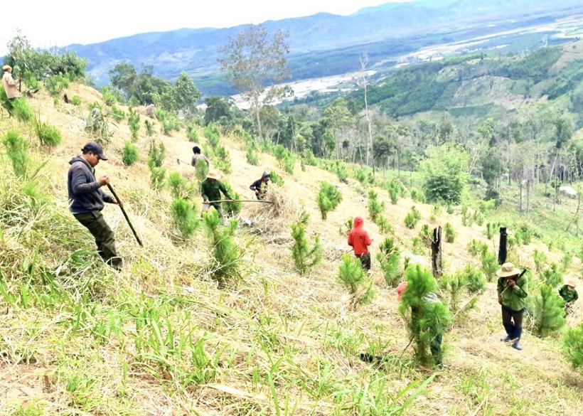 Gia Lai: Tháo gỡ khó khăn khi thu hồi đất rừng bị lấn chiếm