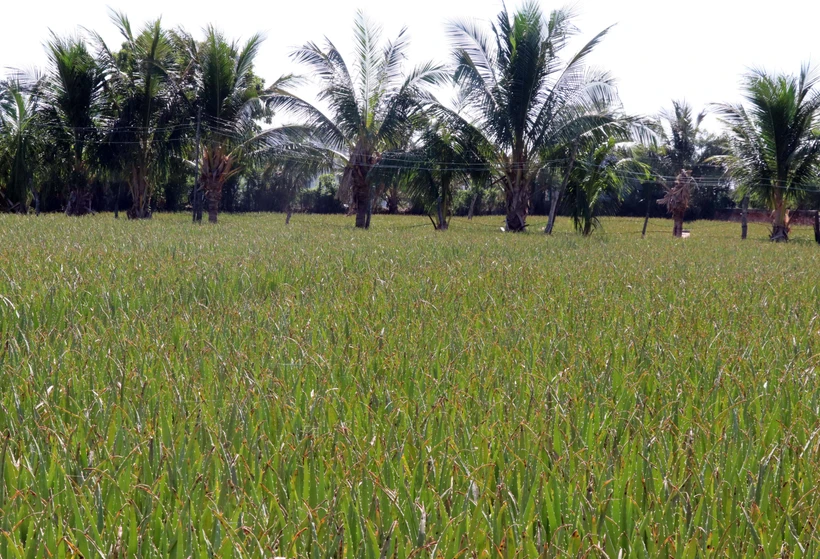 Ninh Thuận: Xây dựng lộ trình phát triển sản xuất nông nghiệp hữu cơ