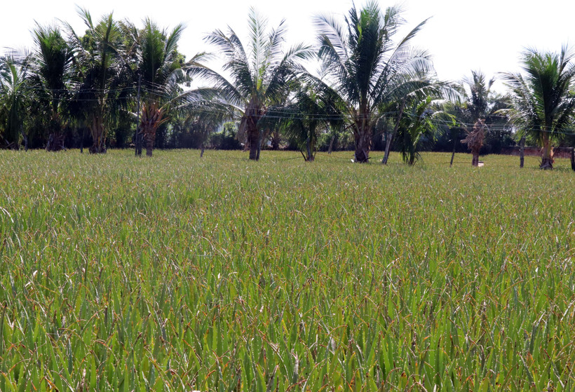 Ninh Thuận: Xây dựng lộ trình phát triển sản xuất nông nghiệp hữu cơ