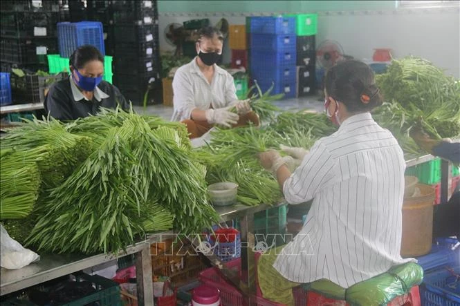 Kết nối hợp tác xã tạo đà tiêu thụ nông sản