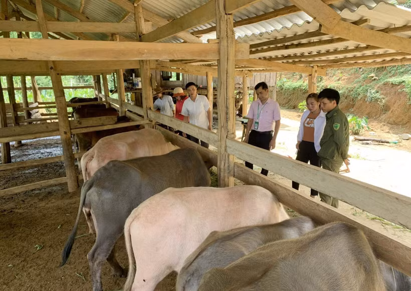 Lai Châu nhân rộng gương nông dân làm kinh tế giỏi