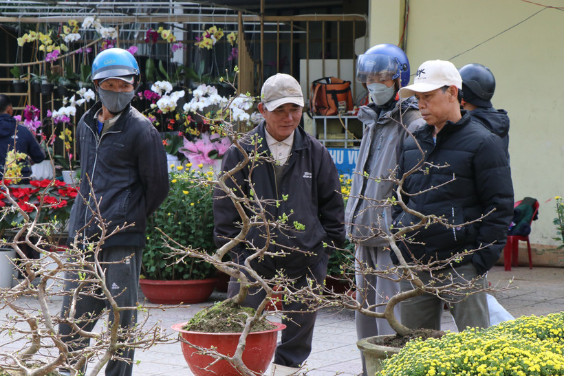 Xây dựng Thừa Thiên - Huế trở thành xứ sở mai vàng