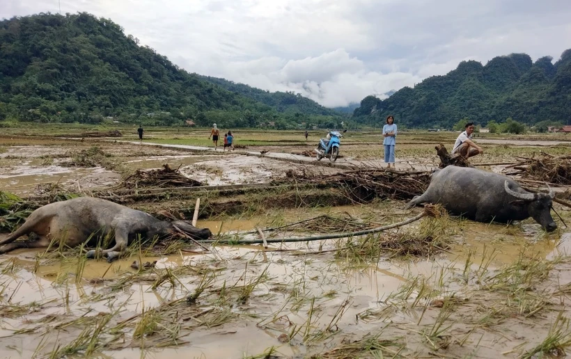 Mưa lớn gây nhiều thiệt hại tại huyện vùng cao Lâm Bình, Tuyên Quang