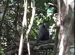 Lần đầu tiên xuất hiện các đàn Vooc Chà vá chân đen tại Khu du lịch Quốc gia Núi Bà Đen