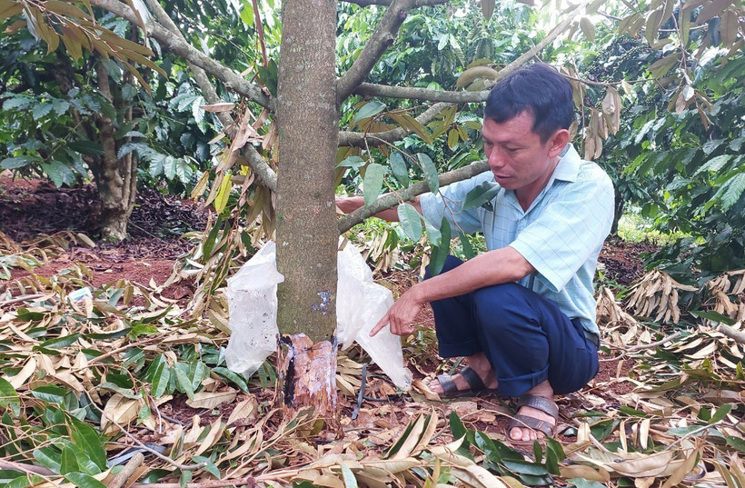 Những cây sầu riêng trong giai đoạn thu hoạch của gia đình ông Đỗ Văn Dũng, Bí thư Đảng uỷ xã Ia Phìn, huyện Chư Prông (Gia Lai) bị kẻ gian phá hoại. Ảnh: TTXVN 