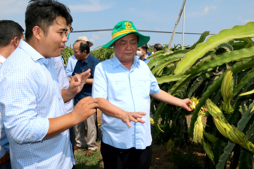 Bộ trưởng Bộ NN và PTNT Lê Minh Hoan (bên phải) kiểm tra việc trồng thanh long tại Trang trại Nông nghiệp công nghệ cao Bình An, huyện Hàm Thuận Nam, tỉnh Bình Thuận. Ảnh: Nguyễn Thanh - TTXVN