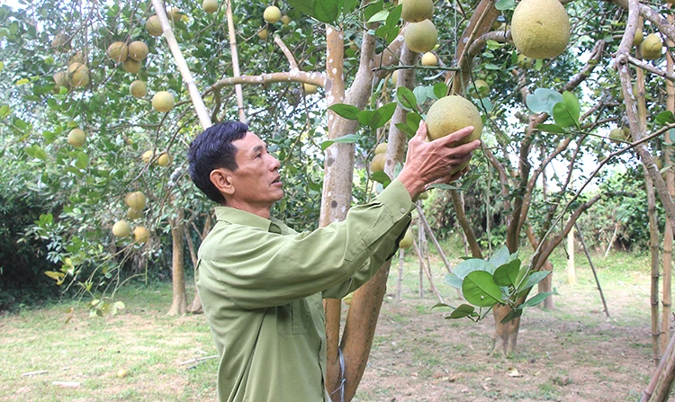 Sản phẩm bưởi của Hợp tác xã sản xuất và kinh doanh bưởi Chí Đám đảm bảo tiêu chuẩn theo OCOP. Nguồn: baophutho.vn