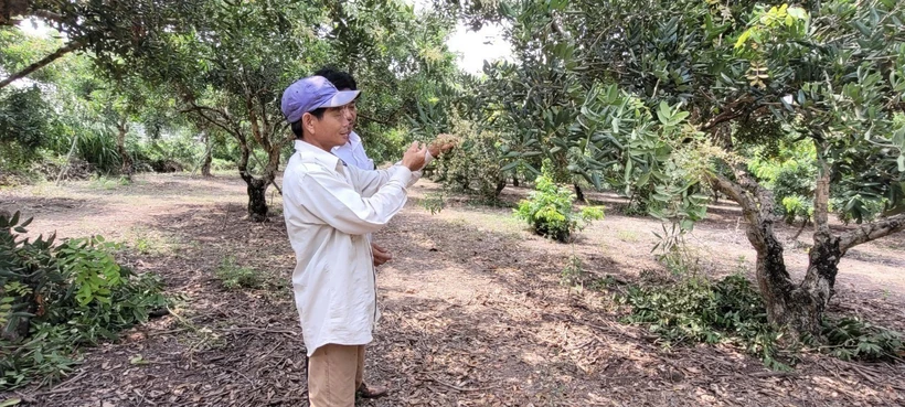Phát triển kinh tế tuần hoàn trong nông nghiệp ở Bà Rịa-Vũng Tàu: Lợi đơn lợi kép