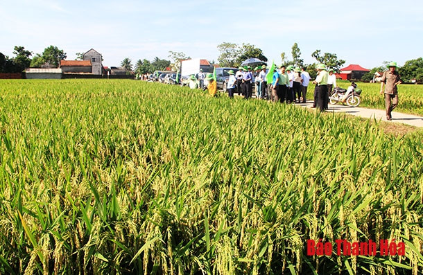 Thanh Hóa chuyển đổi đất lúa sang cây trồng mang hiệu quả kinh tế cao