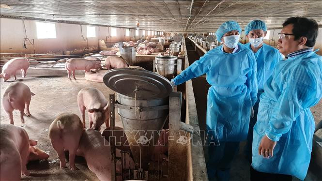 Bạc Liêu khẩn trương khống chế dịch tả lợn châu Phi