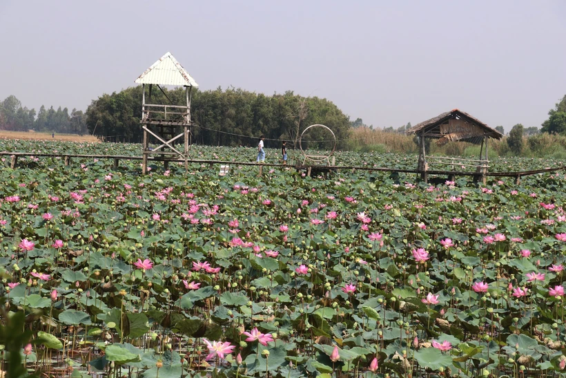 Đồng Tháp phát triển du lịch nông nghiệp gắn với sản phẩm OCOP