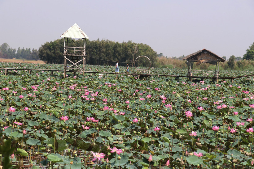 Đồng Tháp phát triển du lịch nông nghiệp gắn với sản phẩm OCOP